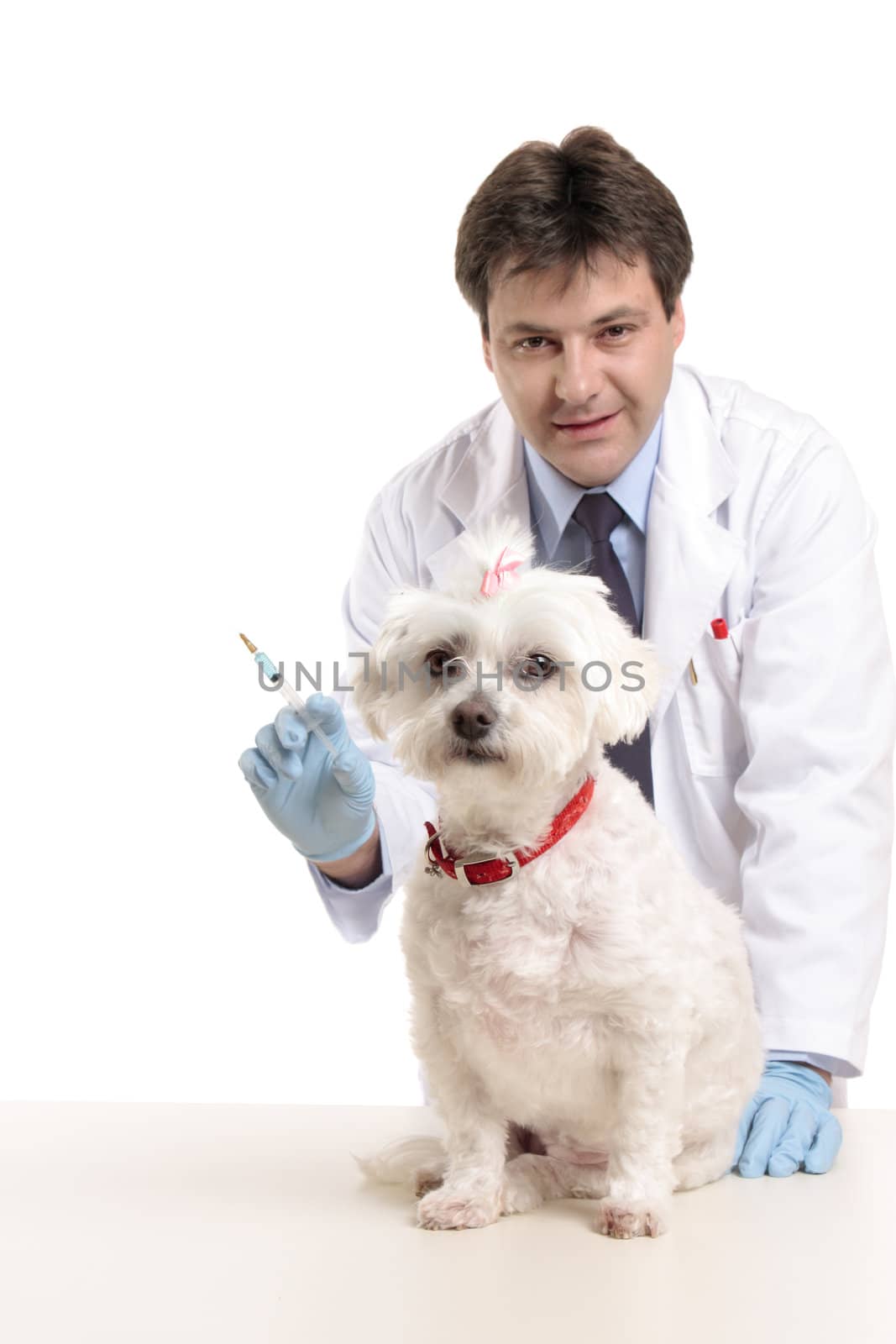 Veterinarian stands behind a pet dog.  Focus to dog.