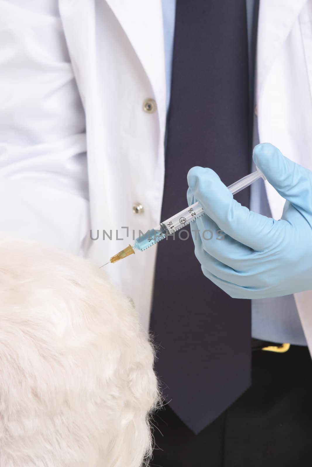 a vet gives an animal an injection