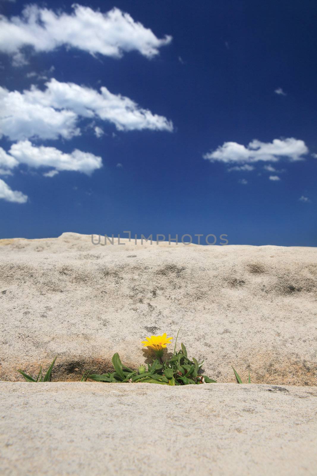 A beautiful plant flourishes and blooms  under extreme environmental conditions and barren terrain.