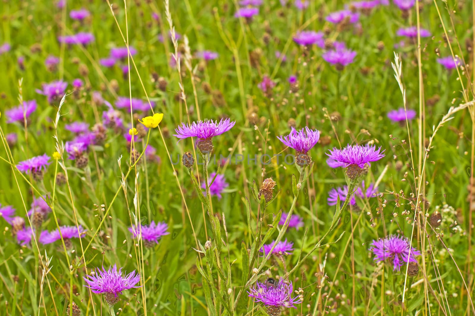 centaury by Jochen