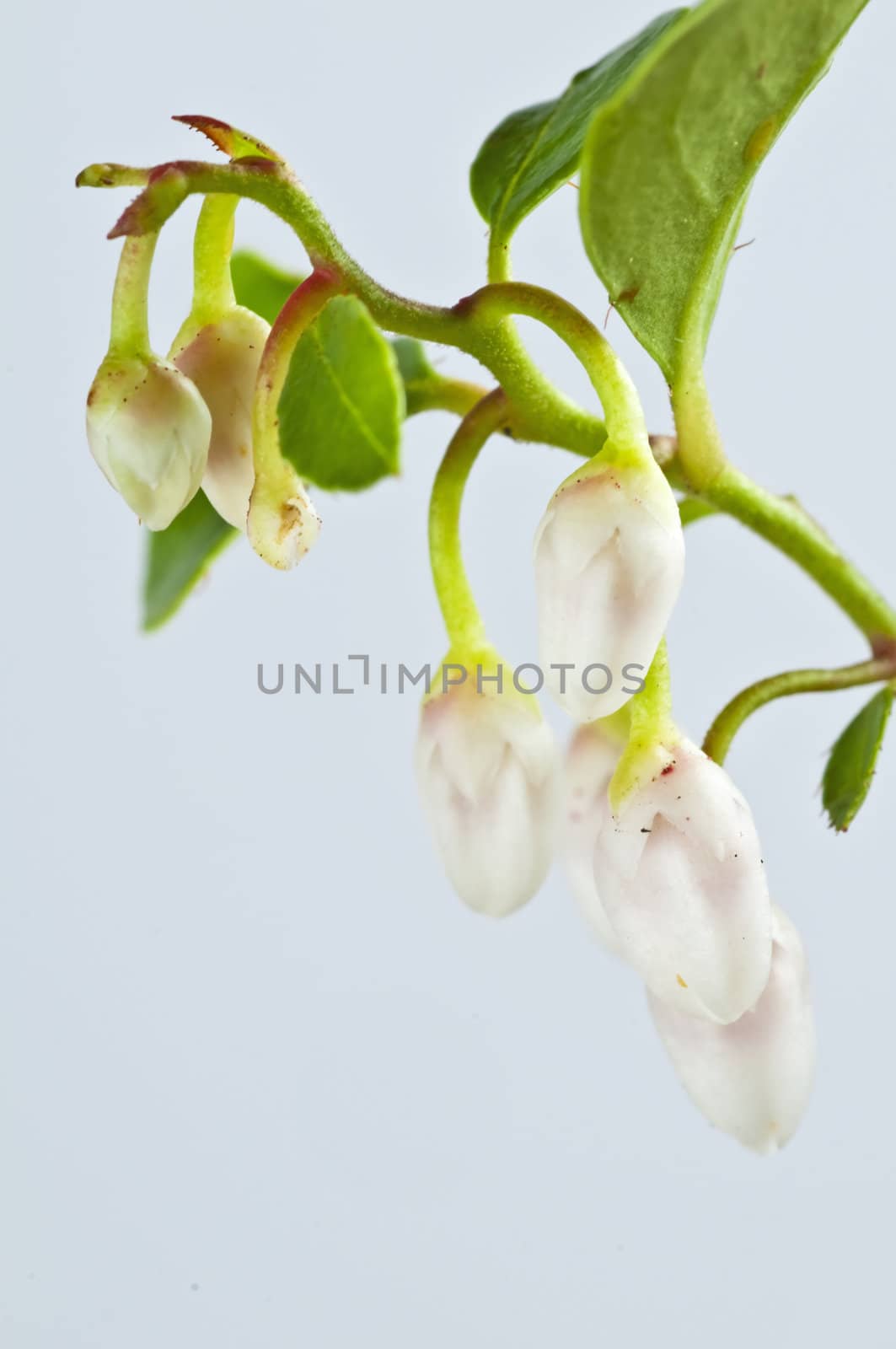 Gaultheria procumbens engl by Jochen