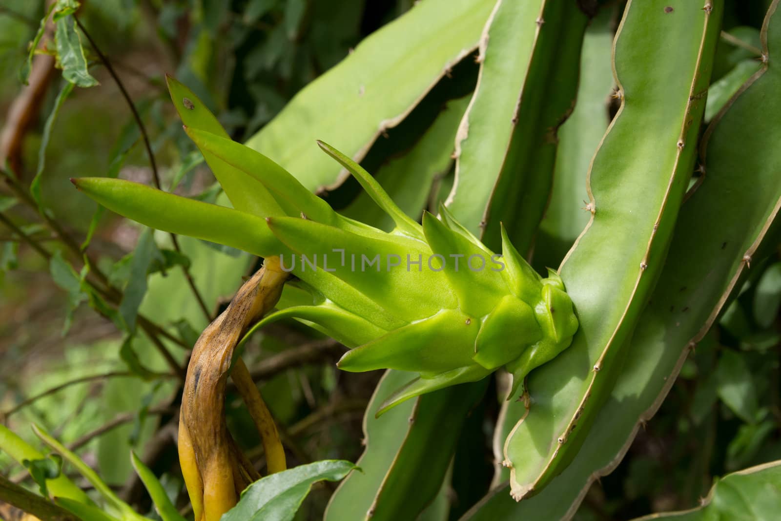 Green dragon fruit bud on a tree by lavoview