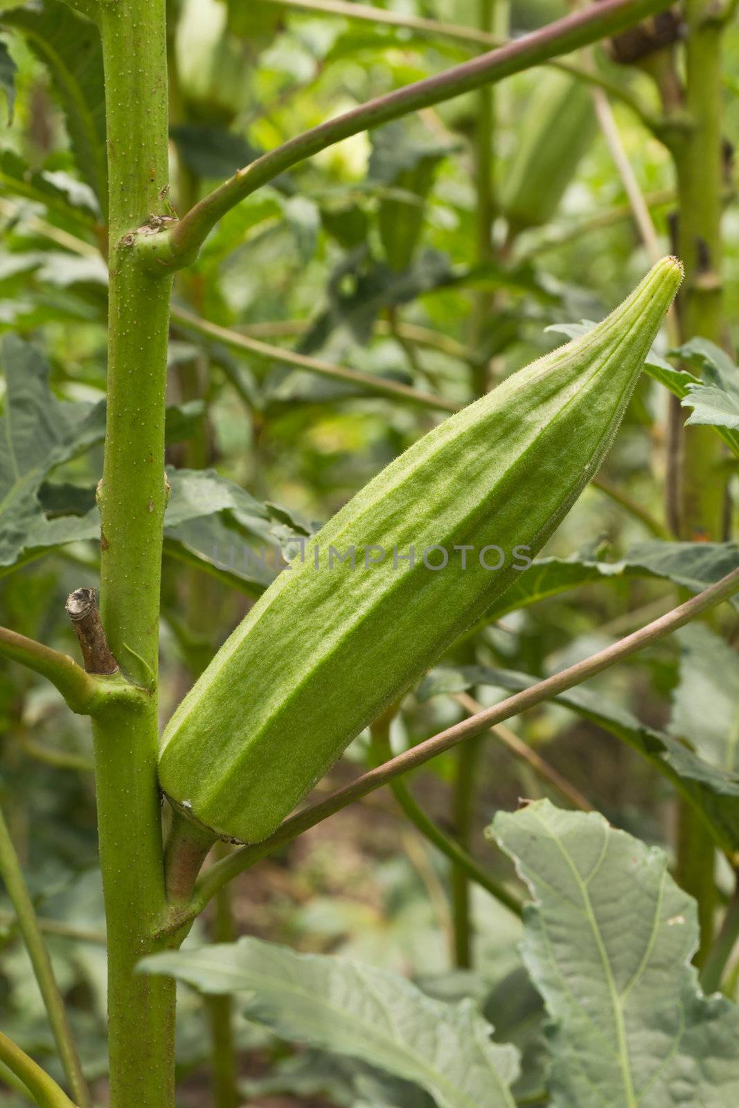 okra plant that has plenty of fruit  by lavoview