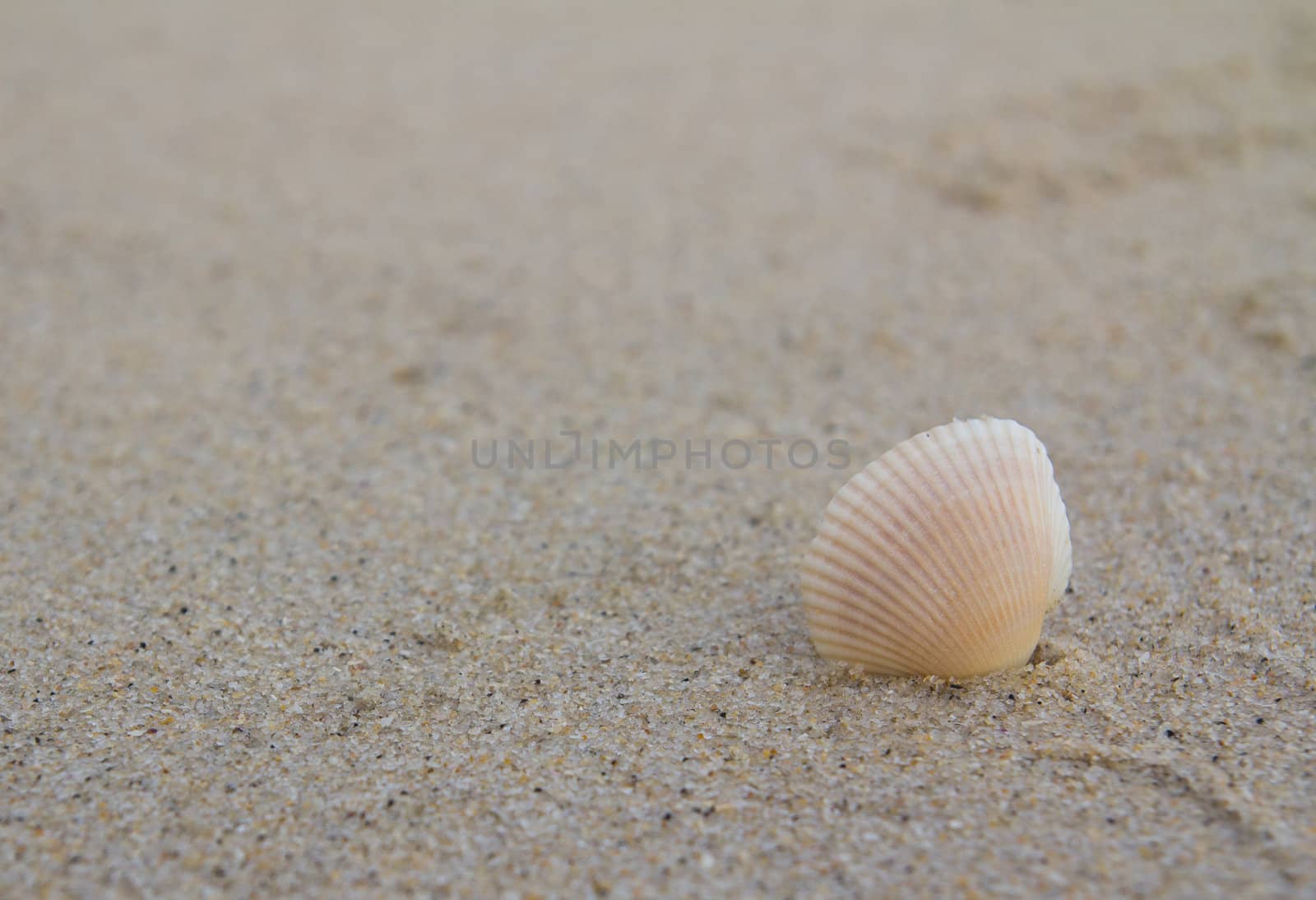 Beautiful sea shell found on the beach