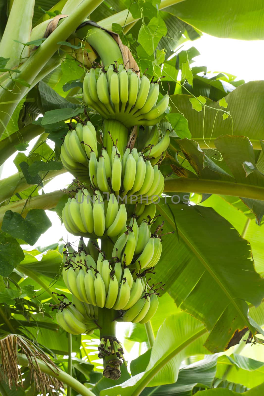 green banana hanging on brunch banana tree  by lavoview