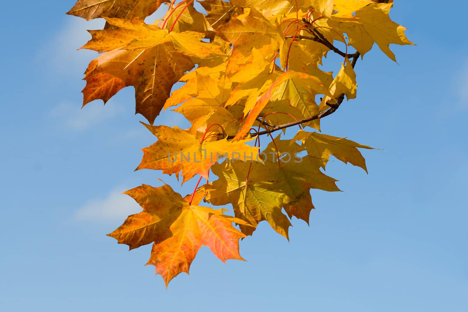 rusty autumn leaves by Alekcey