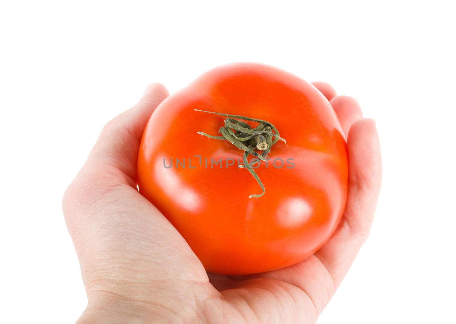 ripe red tomato in hand, isolated on white