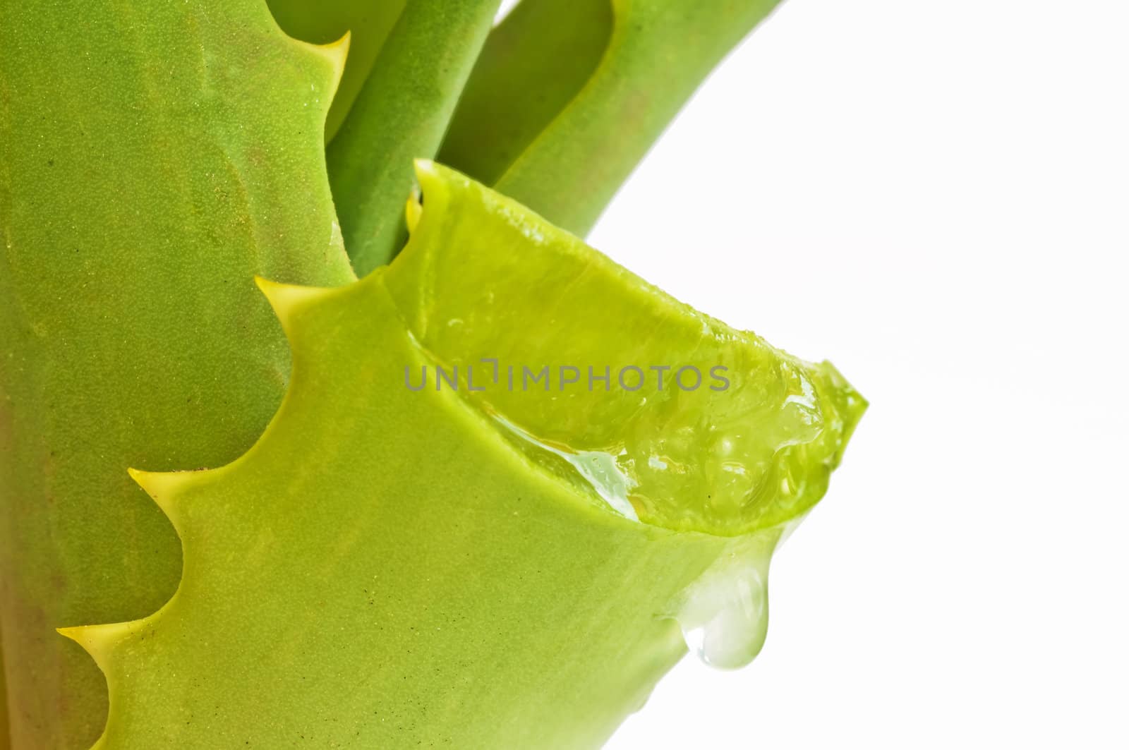 Aloe vera by Jochen