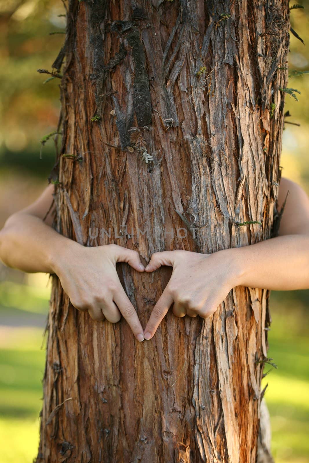 A nature lover environmentalist with arms wrapped around a pine tree and fingers formed in the shape of a heart. 