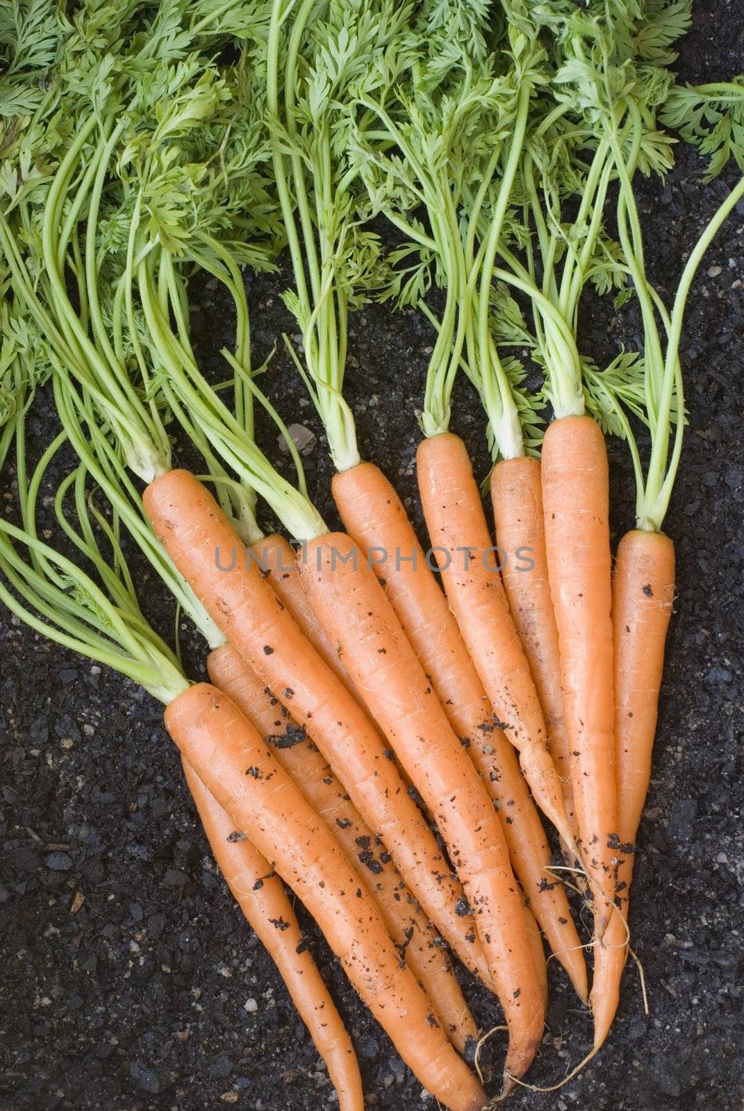 a bunch of carrots just dug out of the ground
