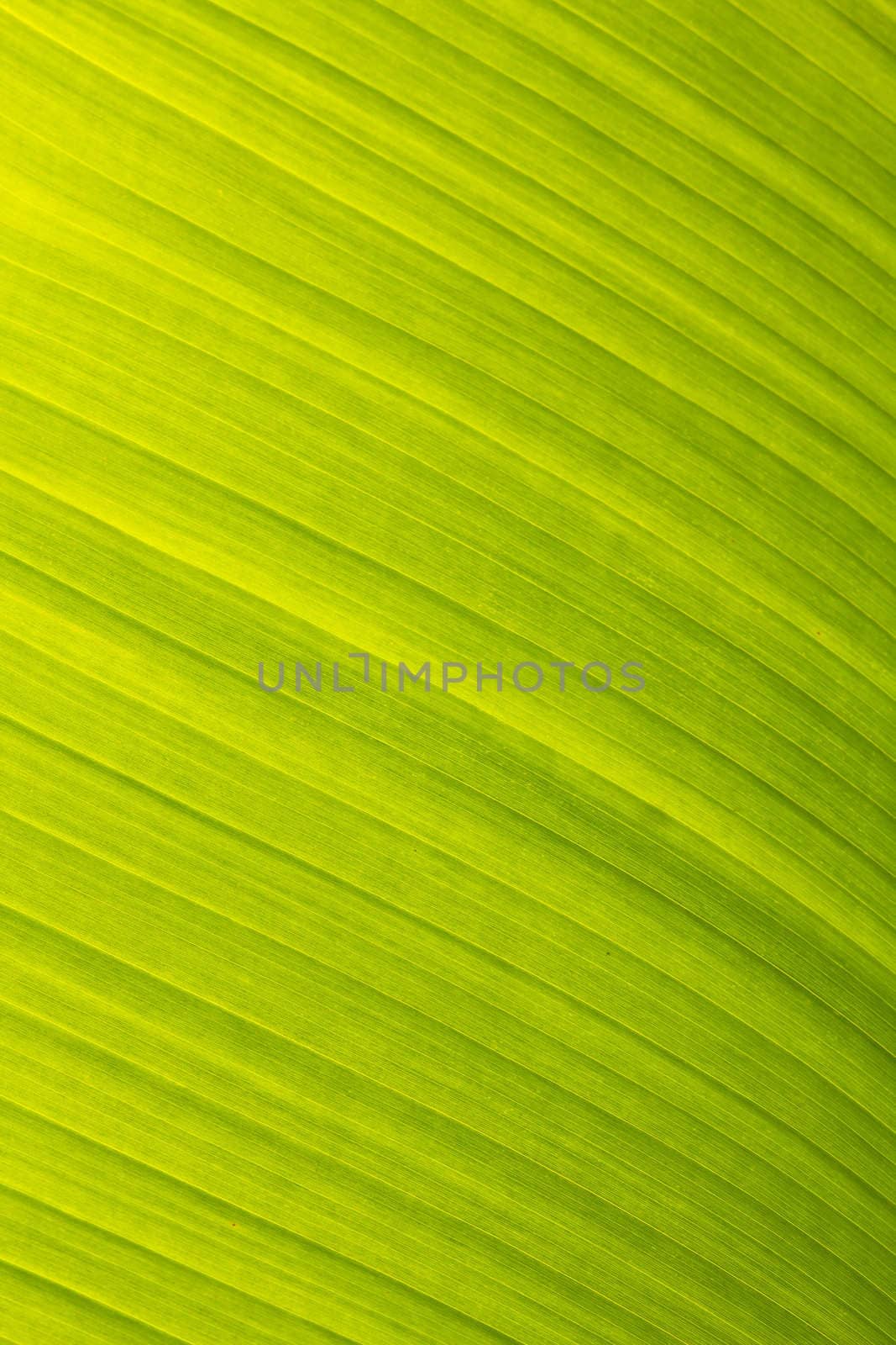 banana leaf green floral natural background  by lavoview
