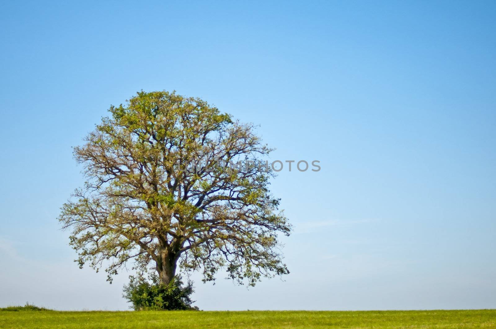 oak in summer