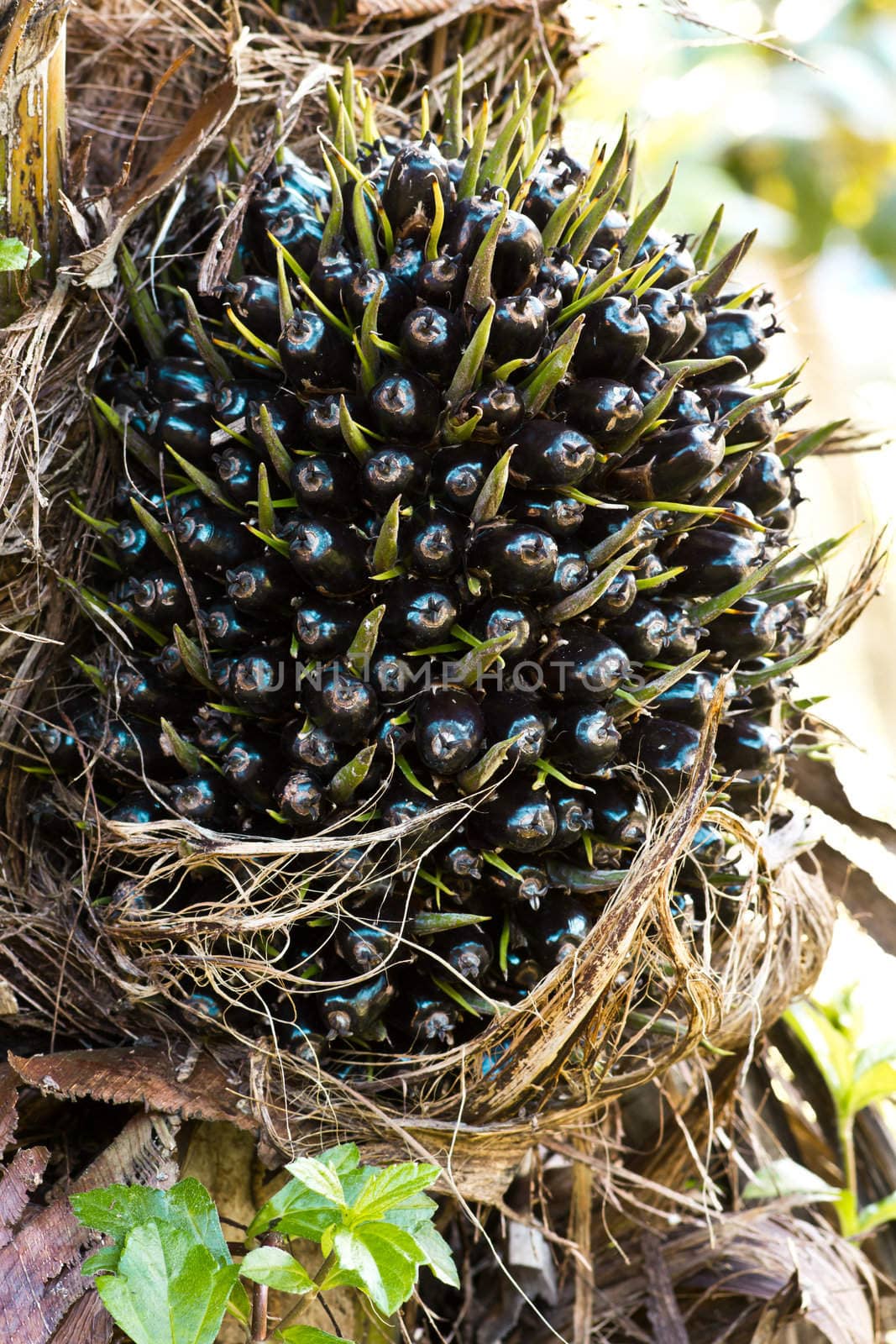 Palm Oil fruits in the Palm tree. by lavoview