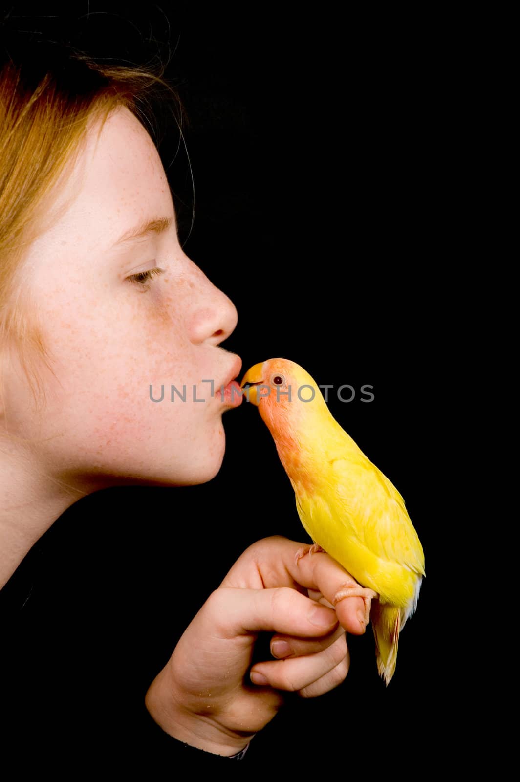 little girl is kissing lovebird on black background