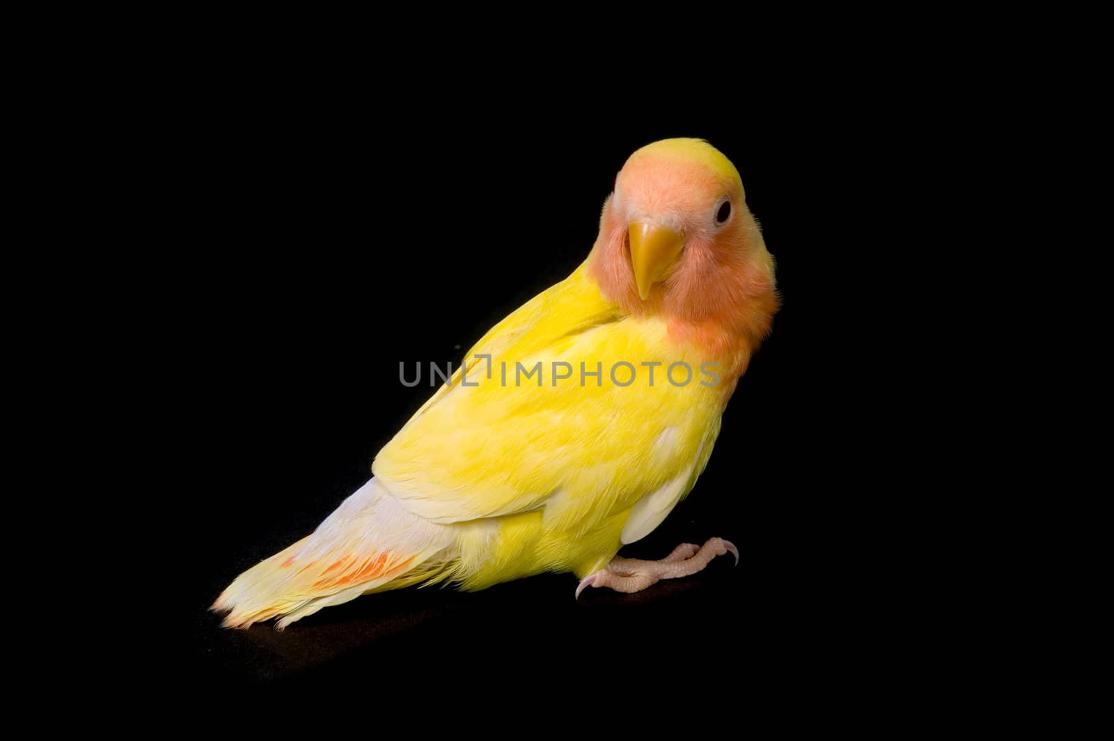 love bird in front of a black background by ladyminnie