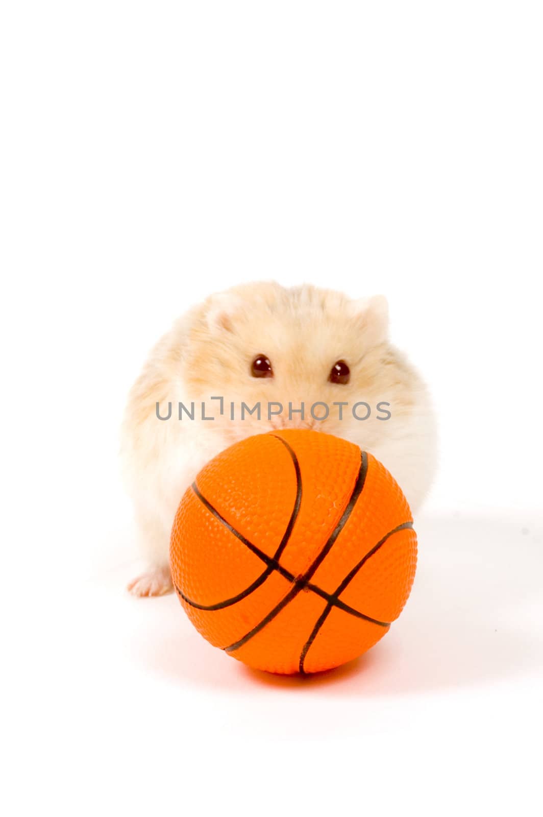 little hamster is playing with basketball (focus on ball) isolated on white