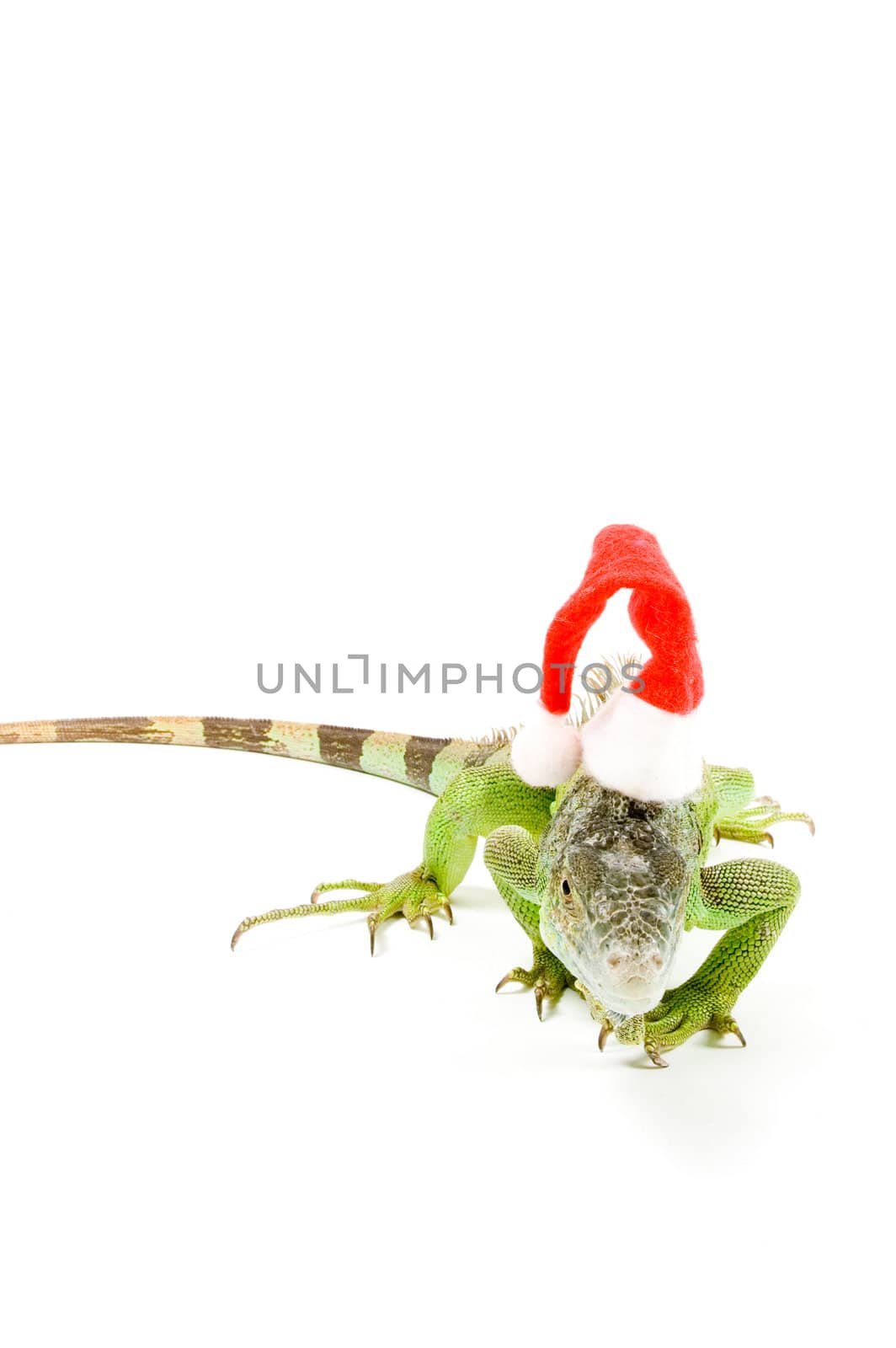 iguana wearing christmas hat  isolated on a white background