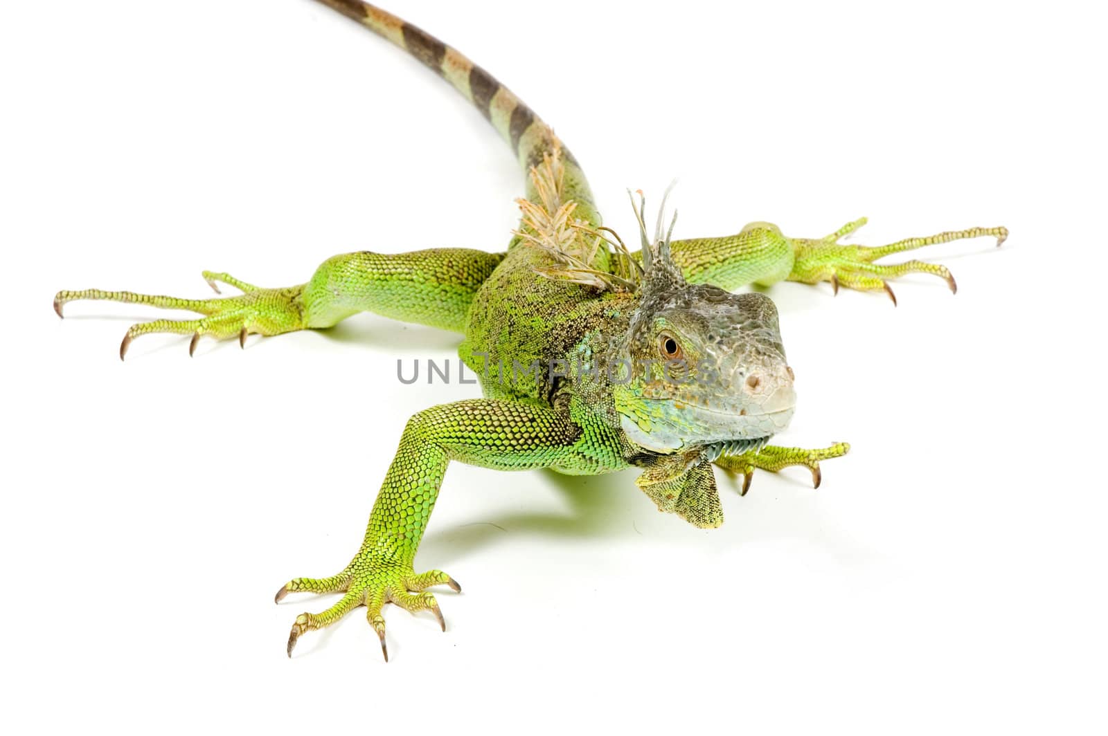 iguana isolated on a white background by ladyminnie