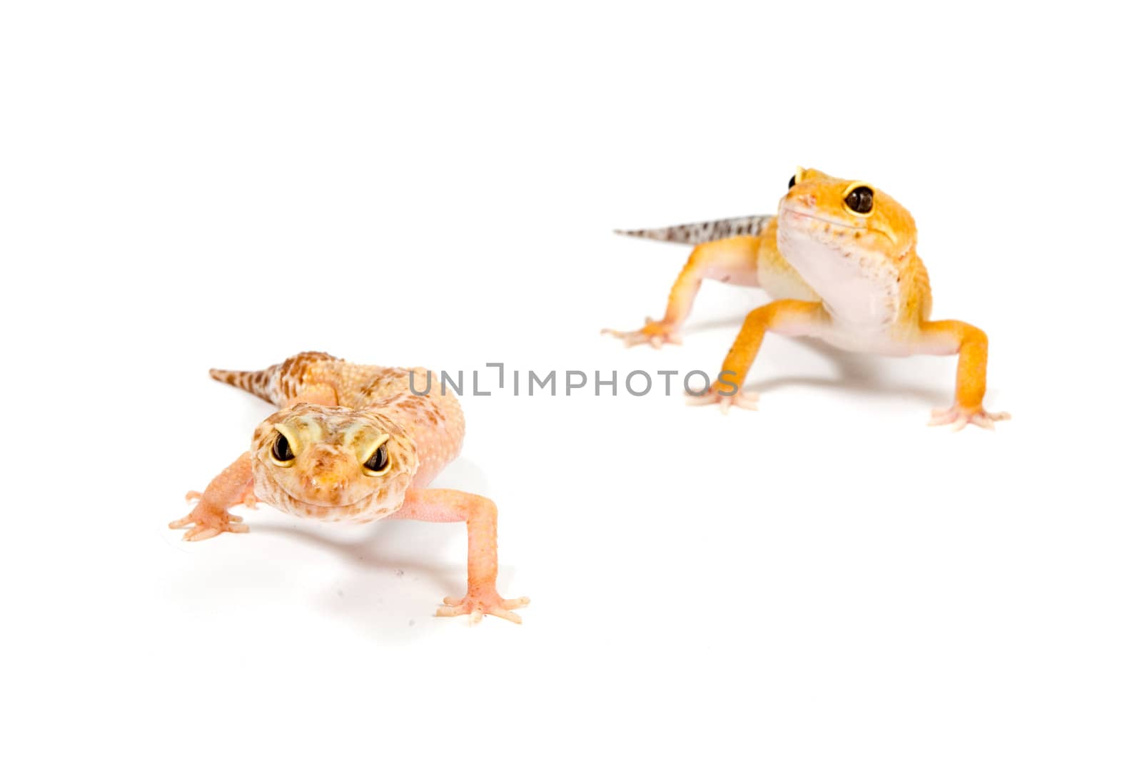 Gecko in front of a white background by ladyminnie