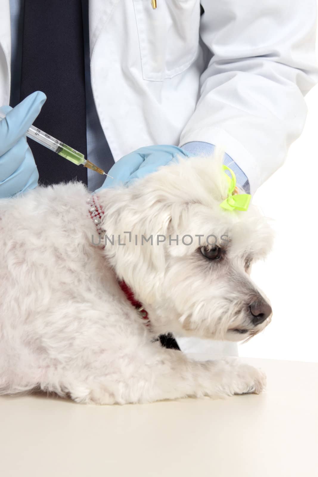 Veterinarian giving a maltese terrier a needle injection.  Focus to syringe.