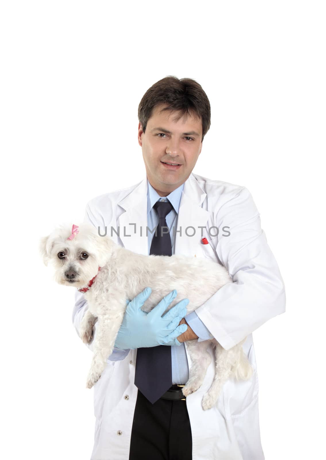 A male vet carrying a pet maltese terrier dog.
