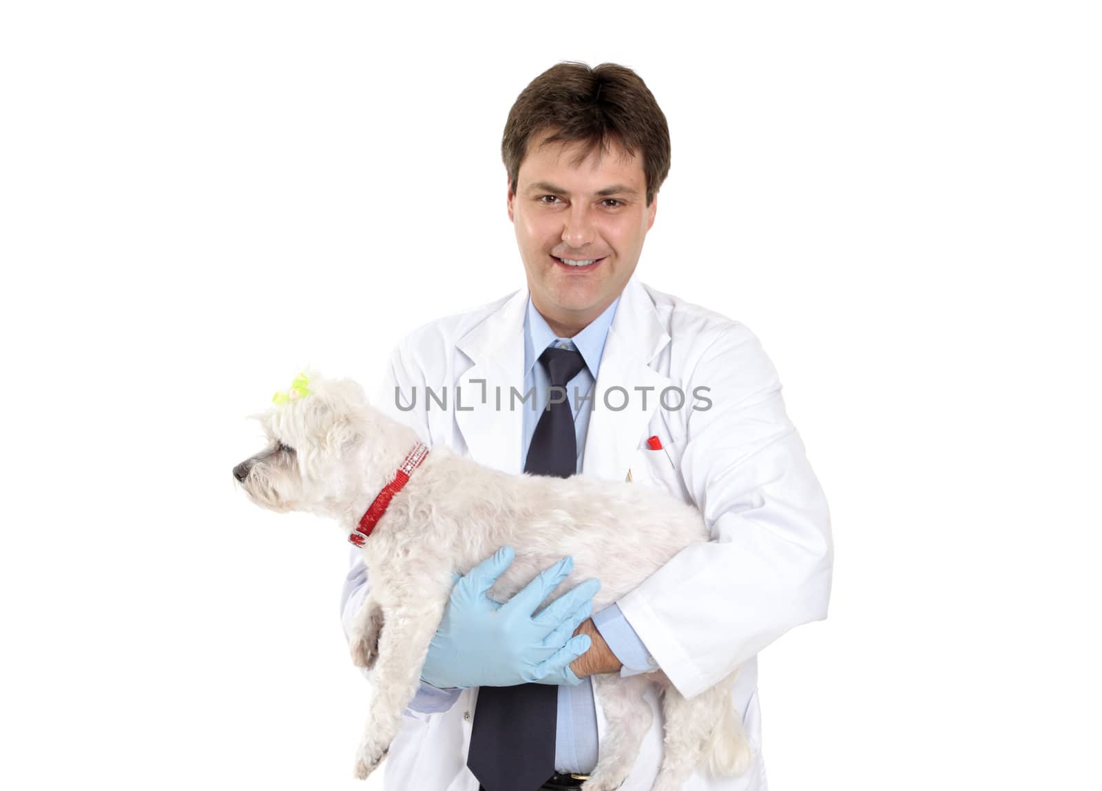 A smiling veterinarian carries a pet maltese terrier dog in his arms.