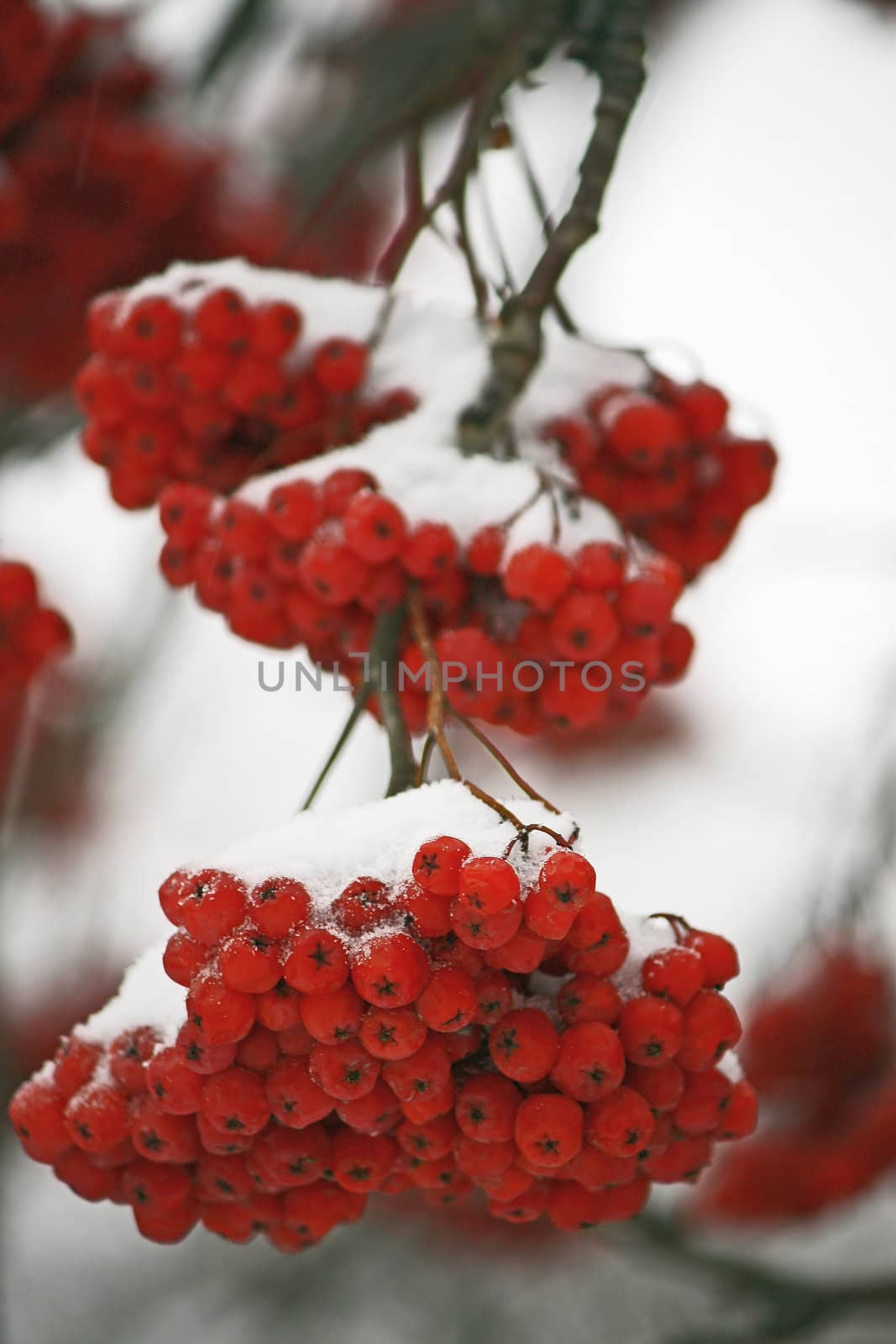 There has come winter. Snow has dropped out. On red berries white snow lies.
