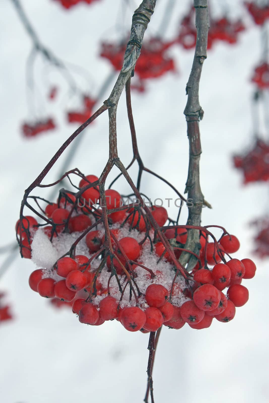  red berries by zhannaprokopeva