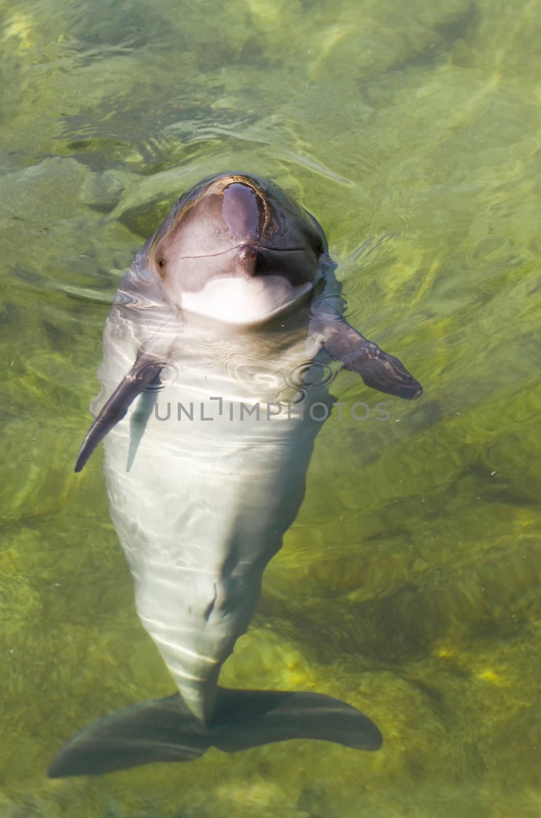 Curious Harbour porpoise or Phocoena phocoena in summer sunshine and clear water