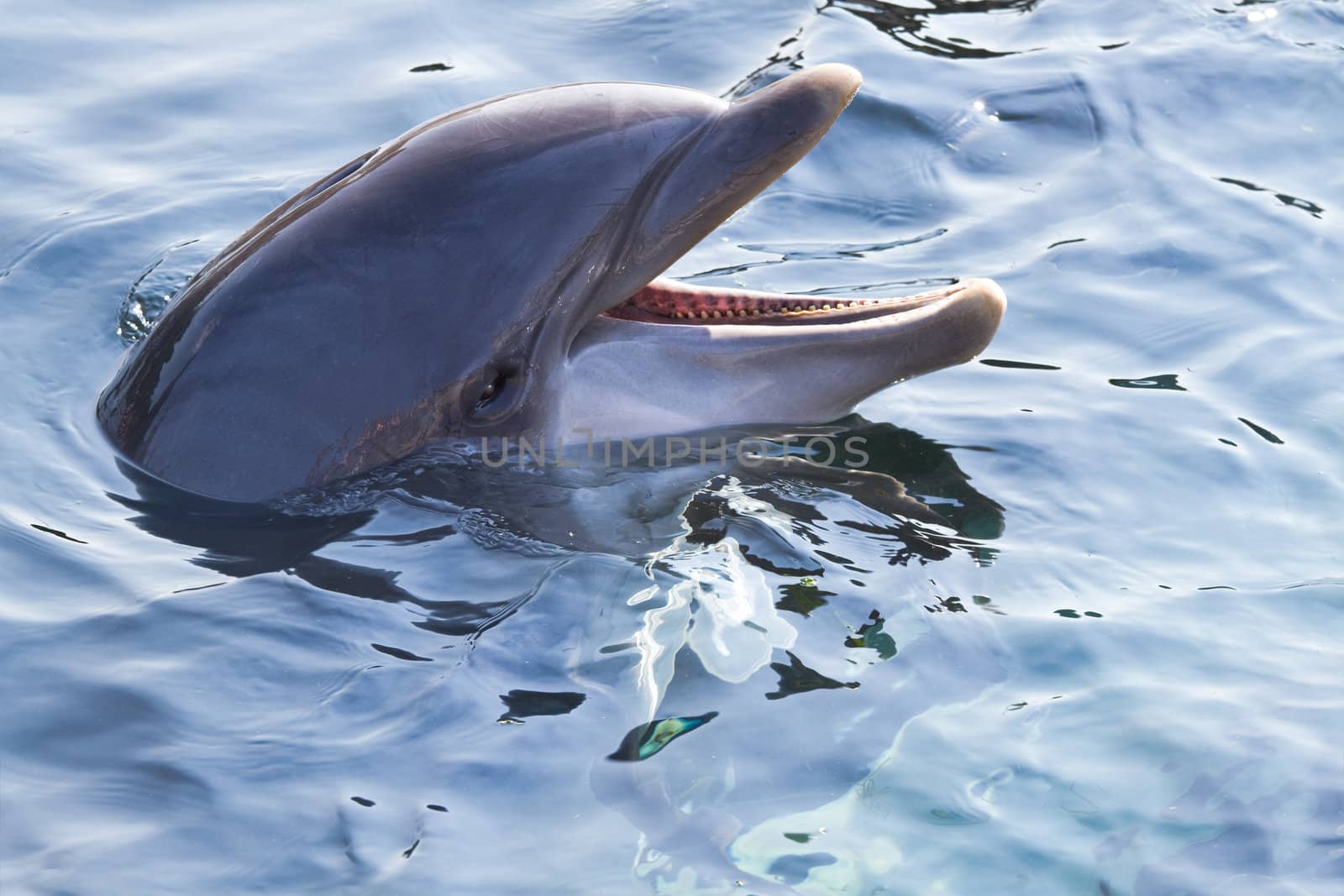 Bottlenose dolphin or Tursiops truncatus looking up by Colette