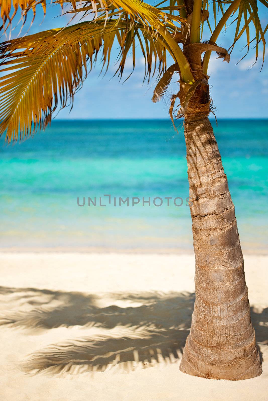 Coconut palm tree by mihhailov