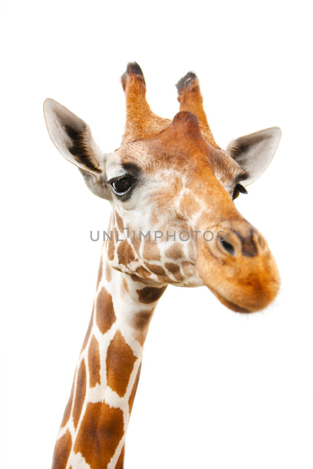 Closeup portrait of giraffe over white background with focus on eyes
