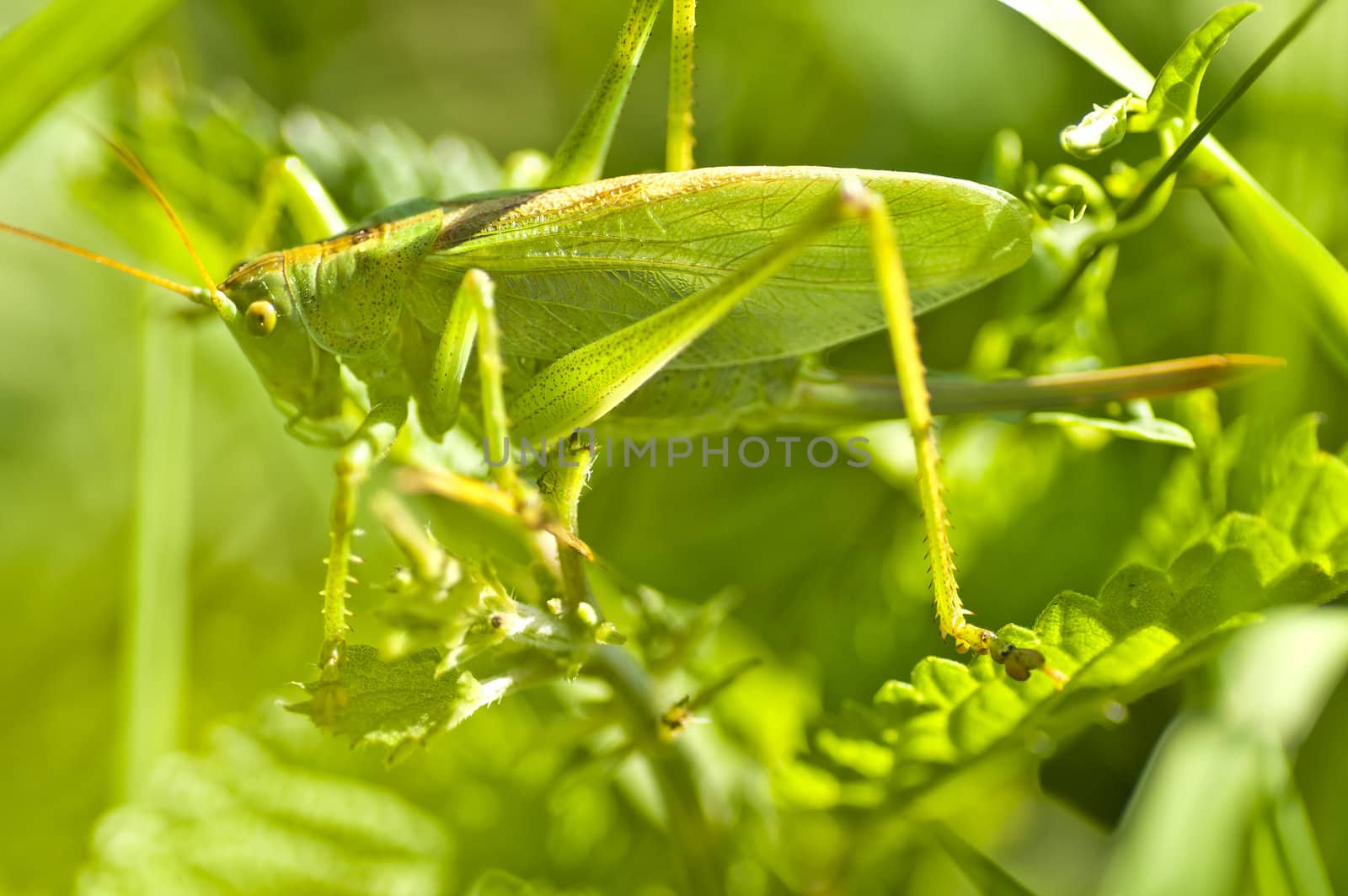 grasshopper by Jochen