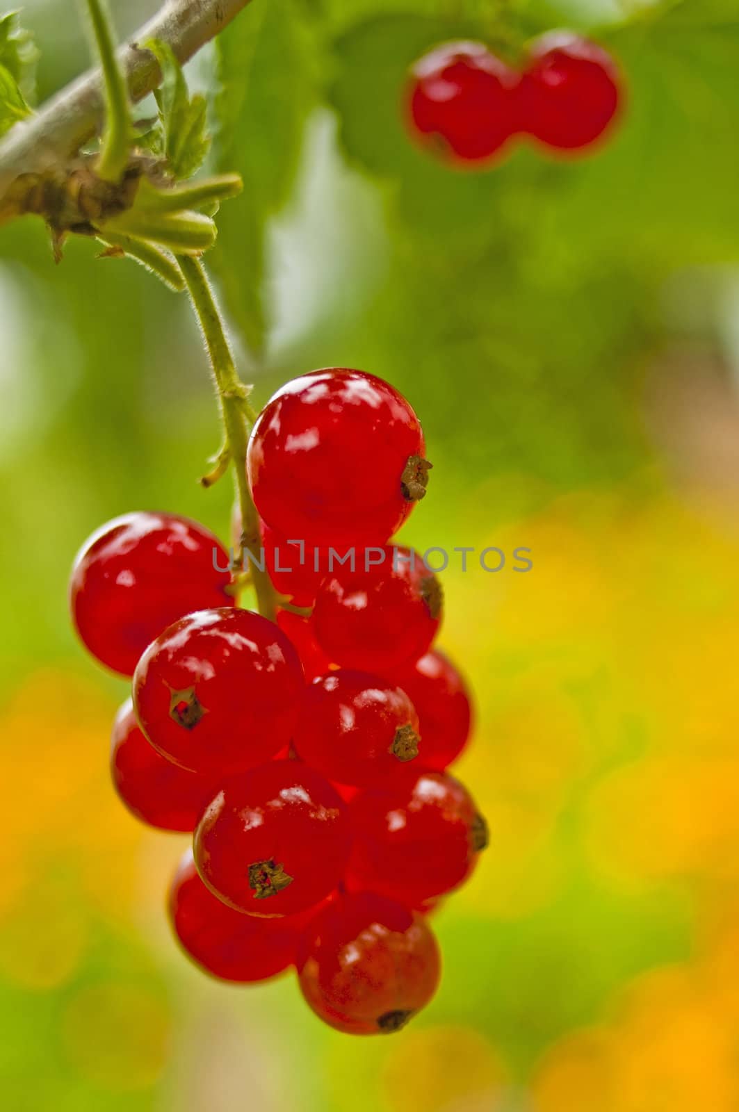 red currant