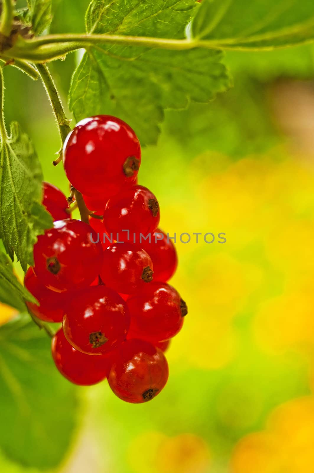 red currant