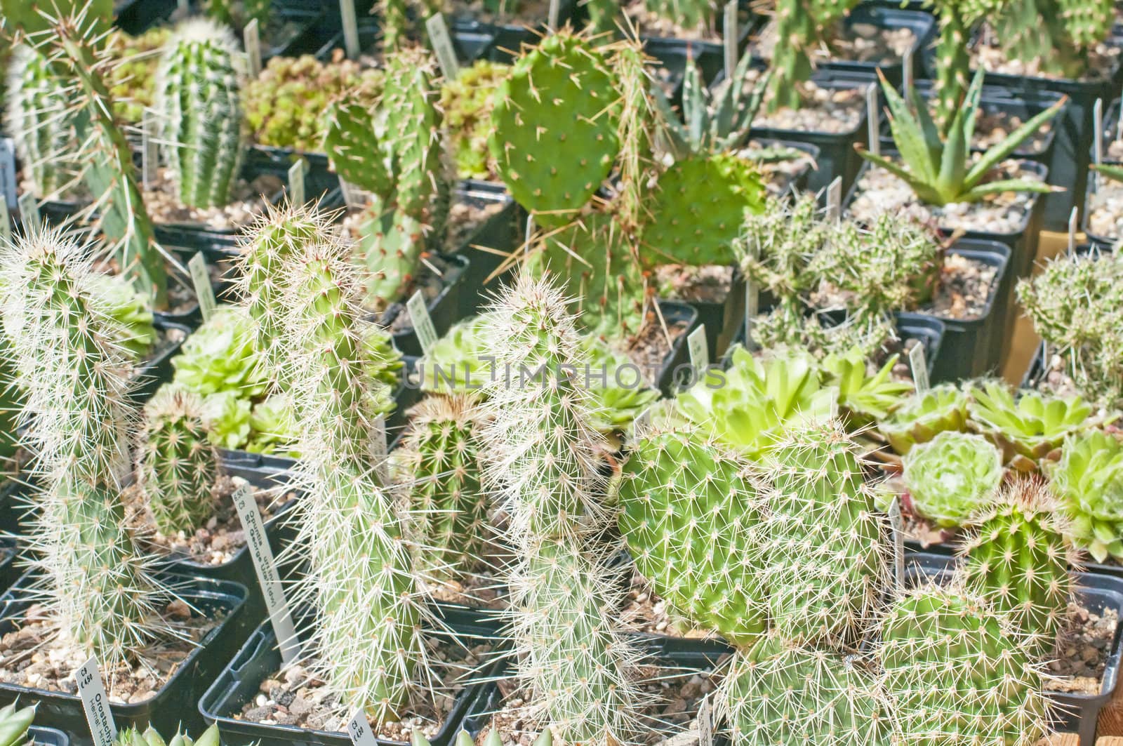 cactus by Jochen