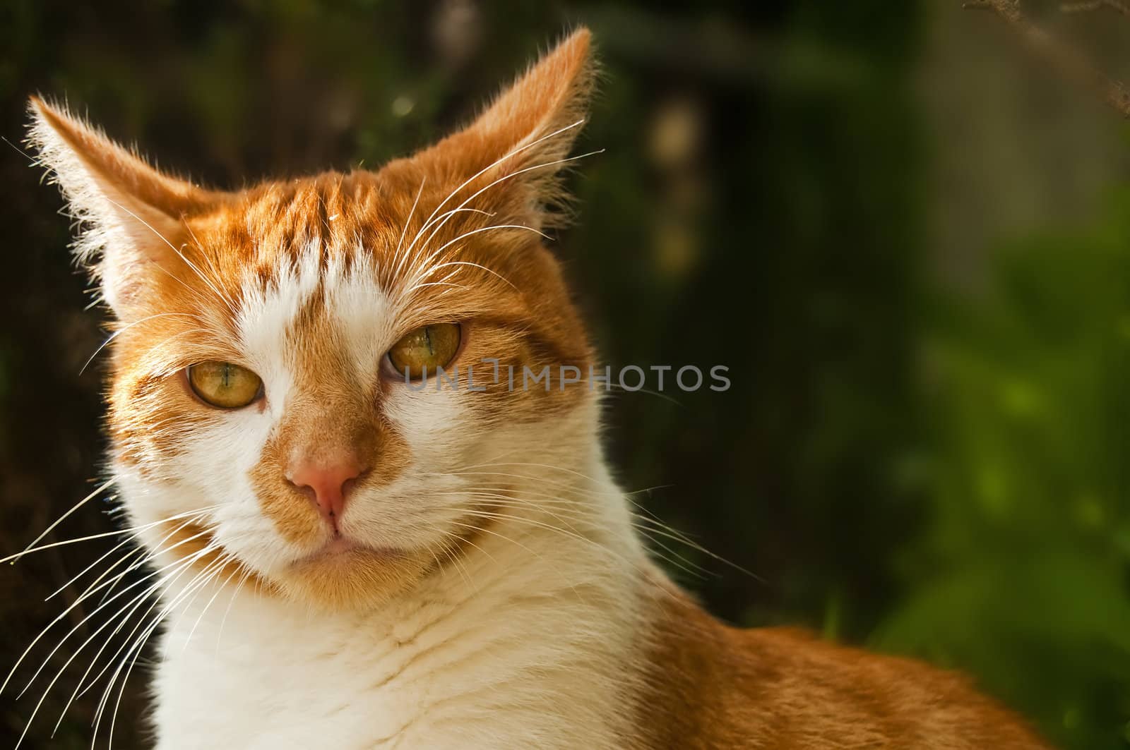 cat red by Jochen