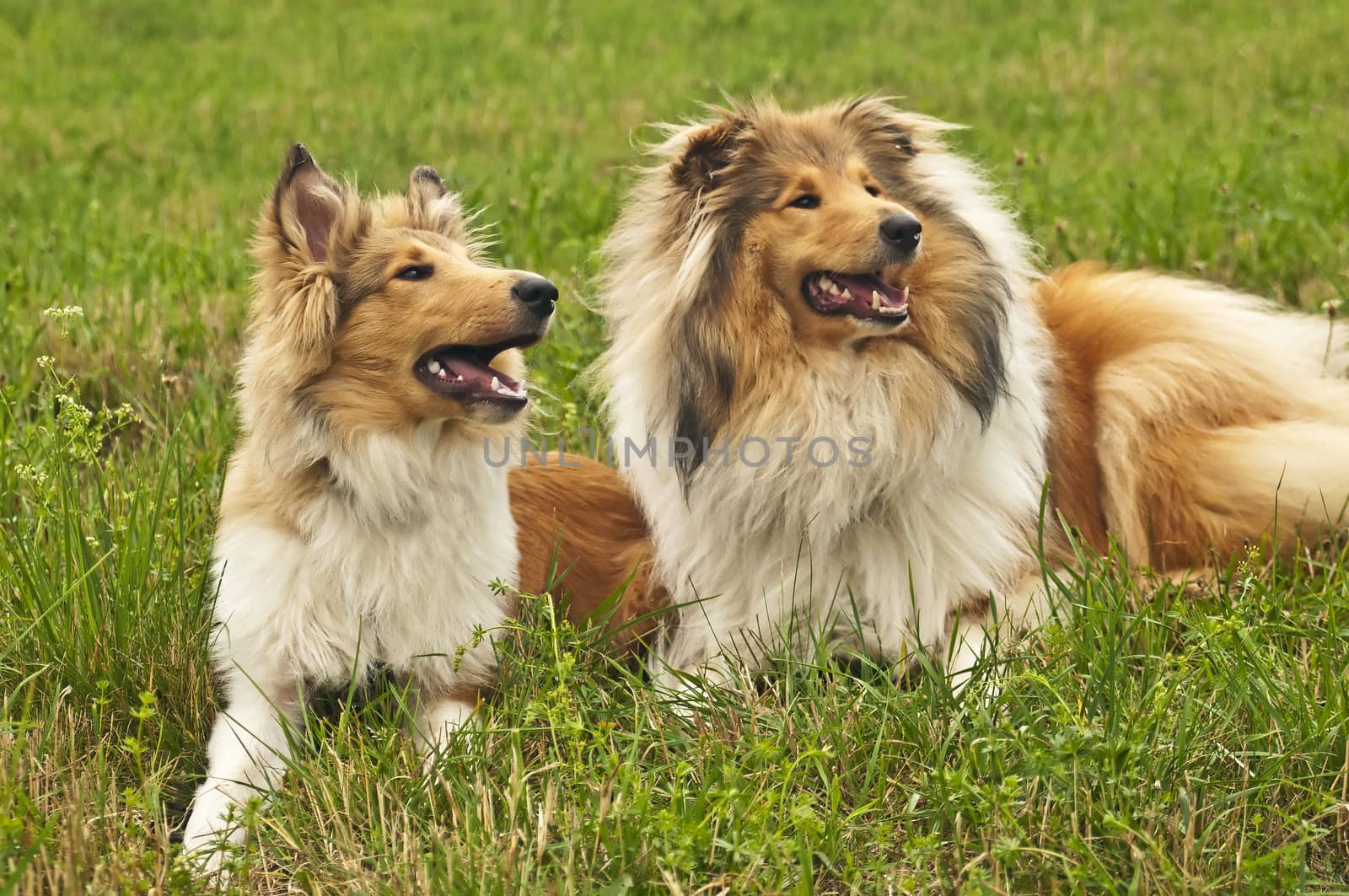 collie dogs