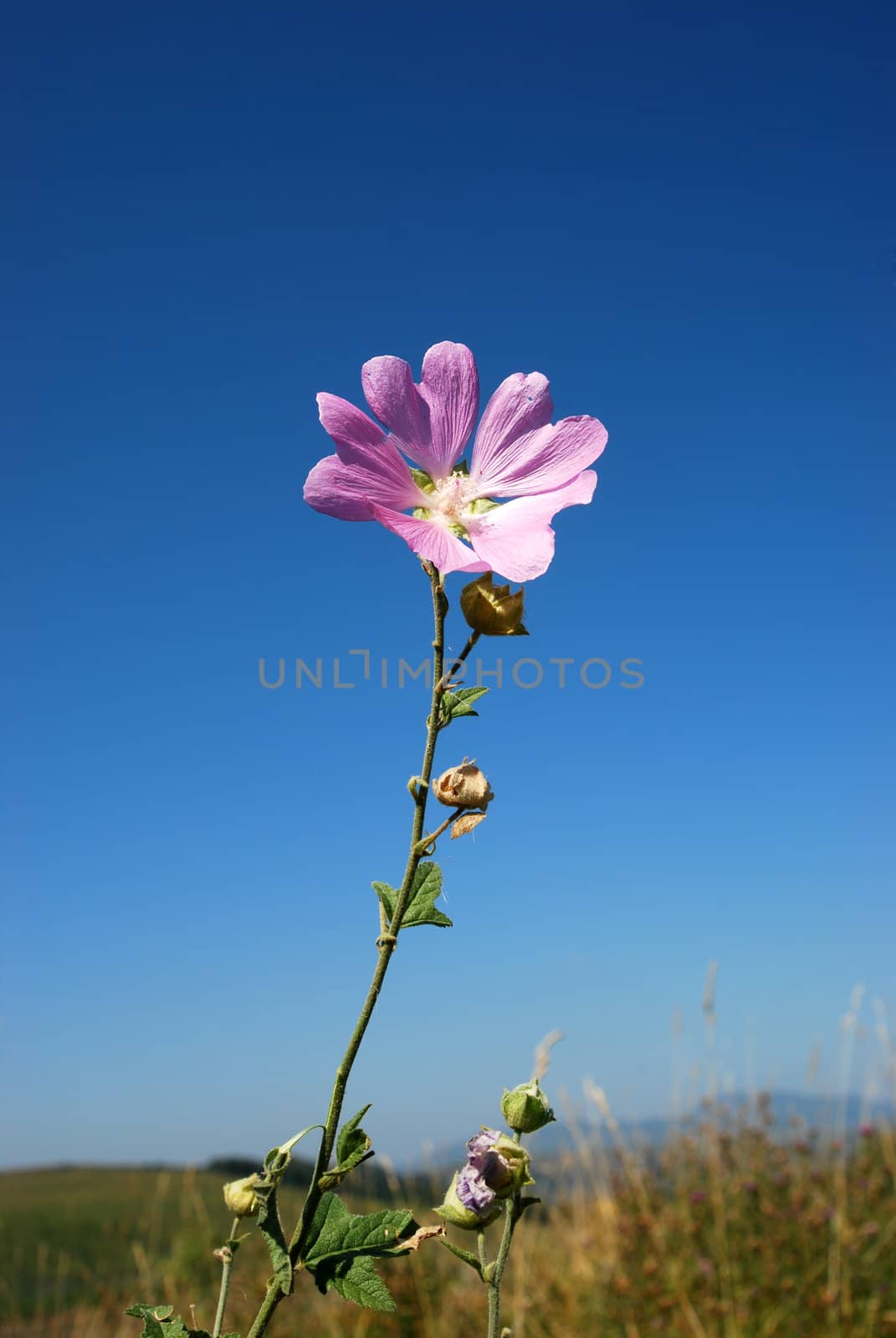 mallow stand out against the sky by prizzz