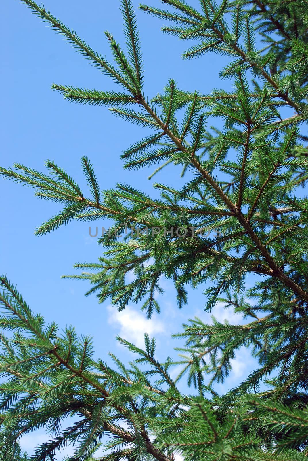 branches of fir tree stand out against blue sky with clouds