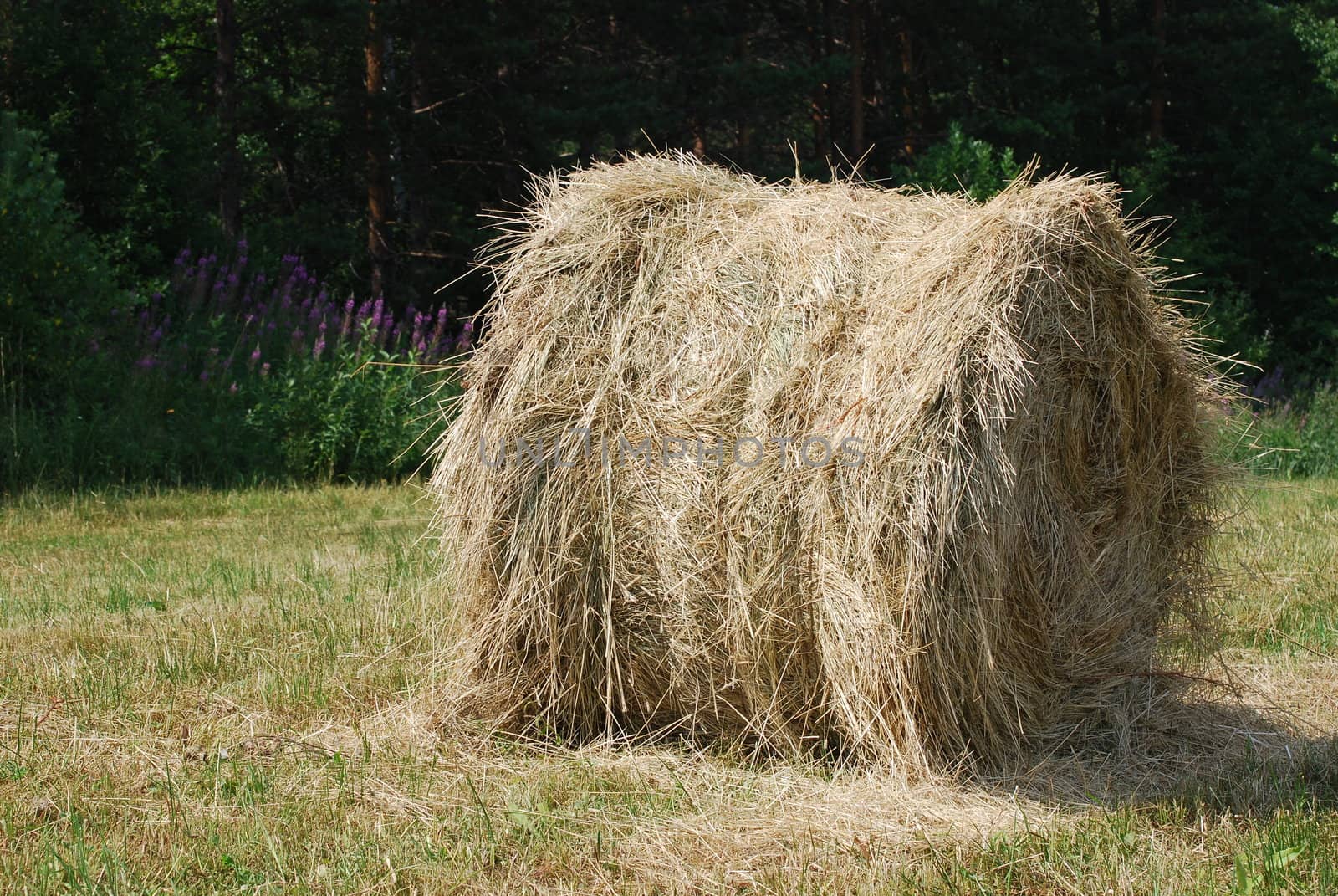 big round bale of hay on forest background