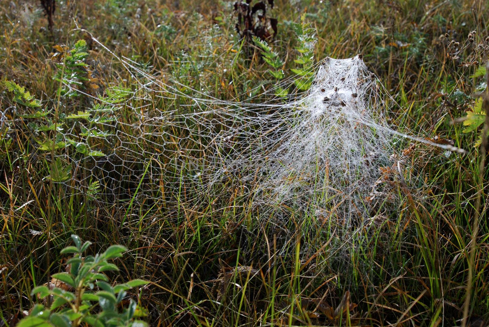 spiderweb with drops on the meadow in early morning