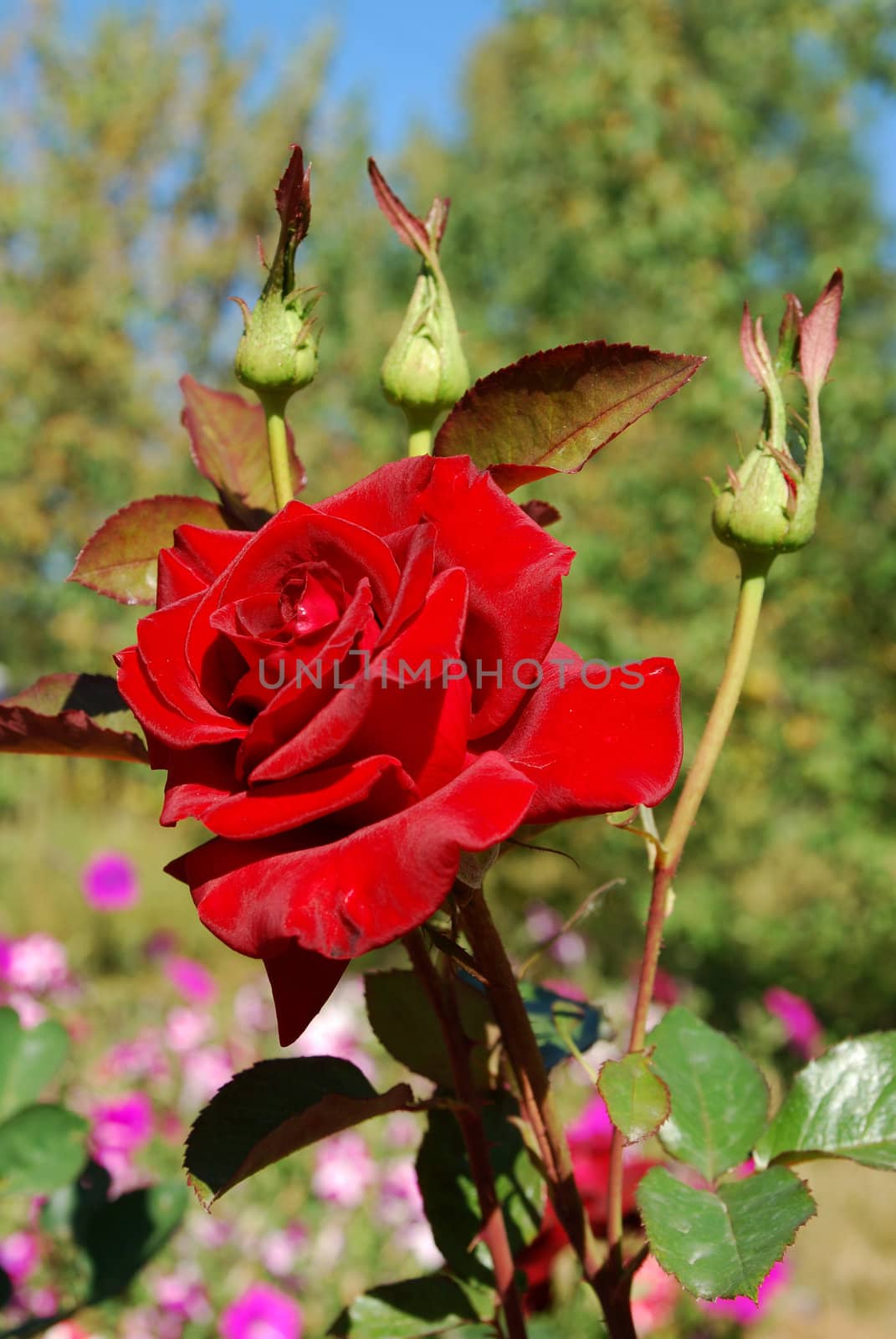 big red rose with buds in the garden