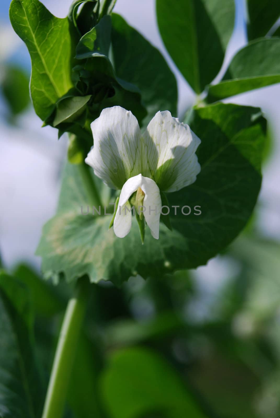 close-up white pea flower 