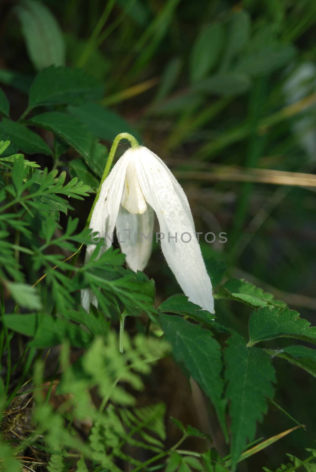 shrub liana, grows in coniferous and broad-leaved forest of Russia