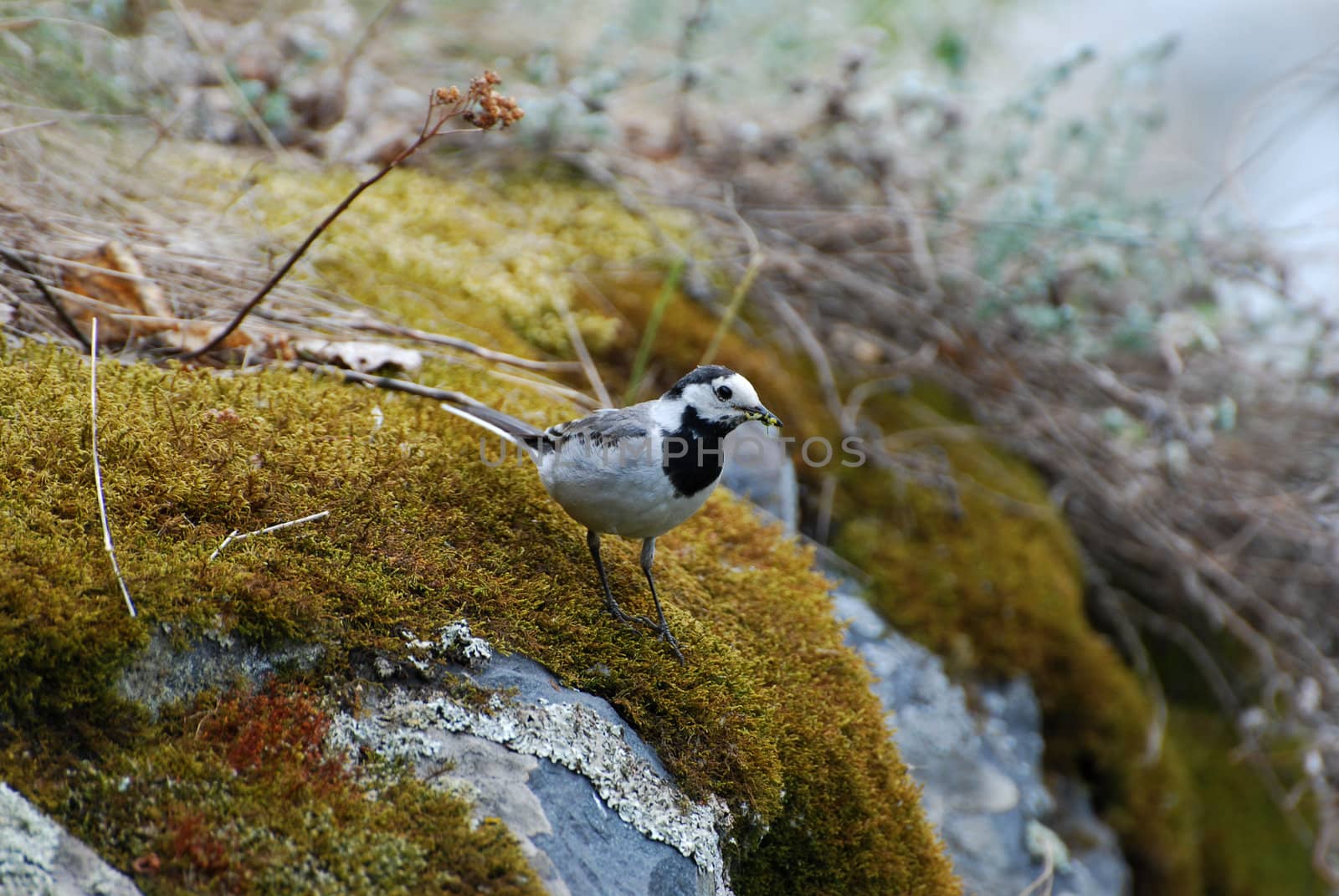 
white wagtail on the rock with insects in the beak
