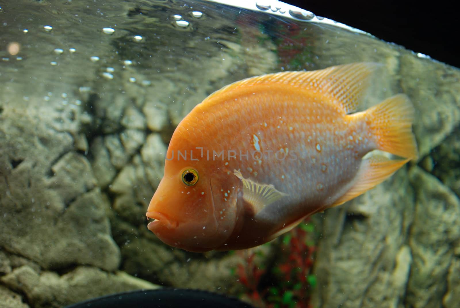 close-up aquarium fish