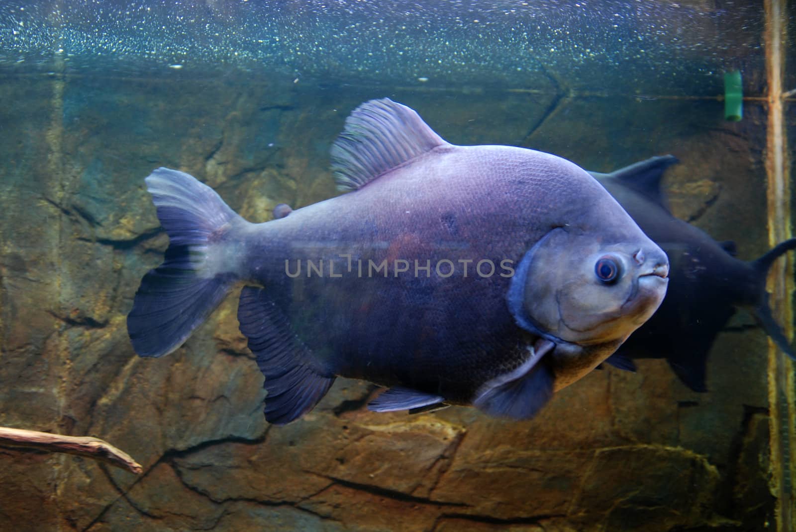 aquarium fish by prizzz
