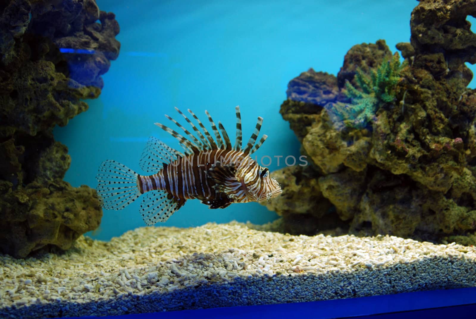 aquarium fish by prizzz