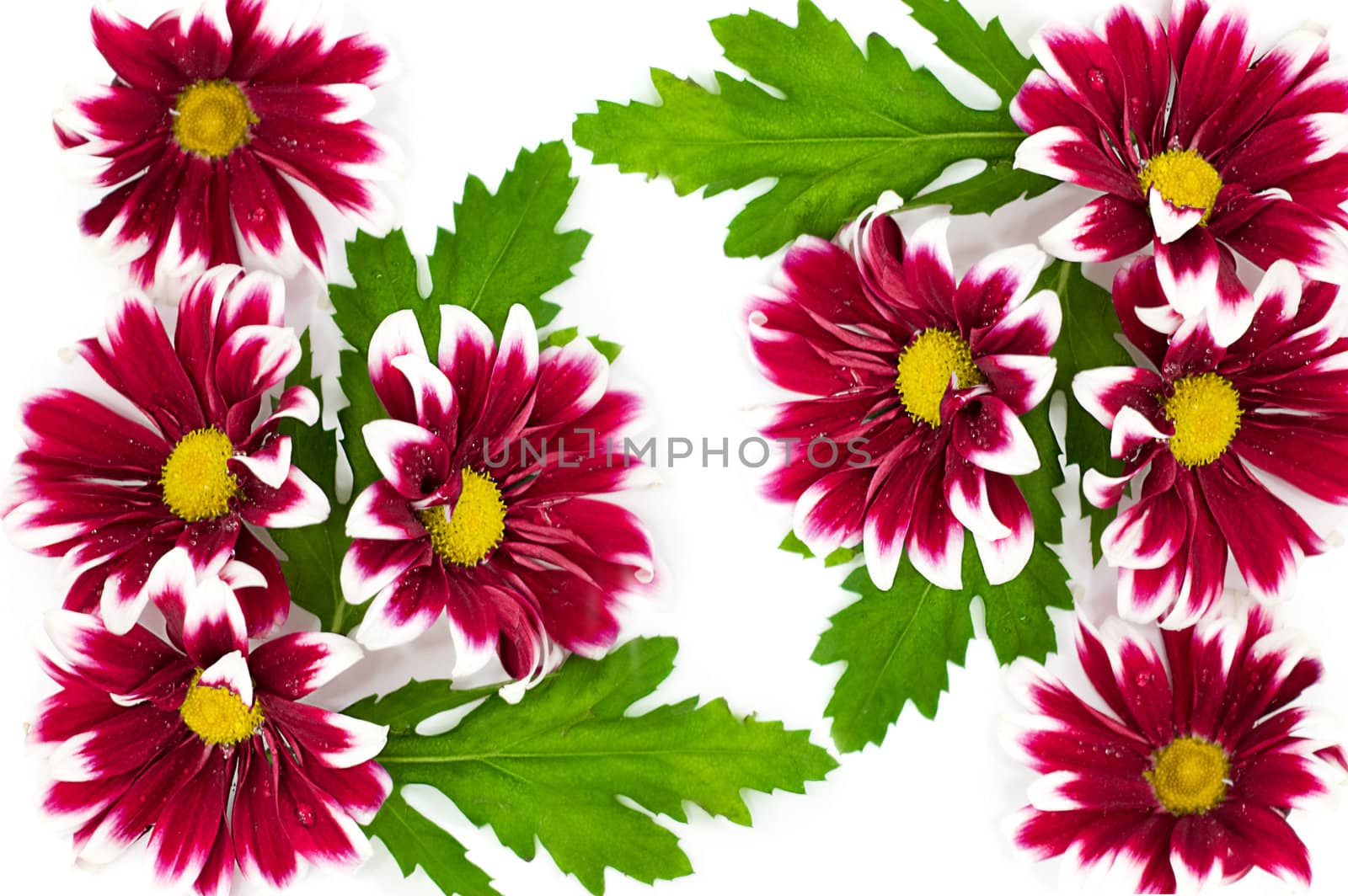 Pink daisies on white as flower texture